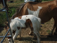 club les poneys vermeilles 